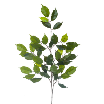 Ramo Ficus 60 cm di BIANCHI DINO