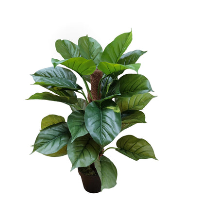 Pothos artificiale di Bianchi Dino